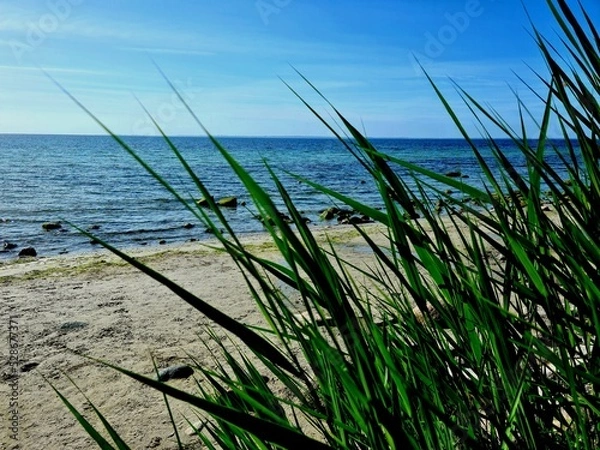 Obraz grass and water