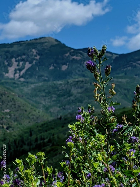 Obraz flowers in the mountains