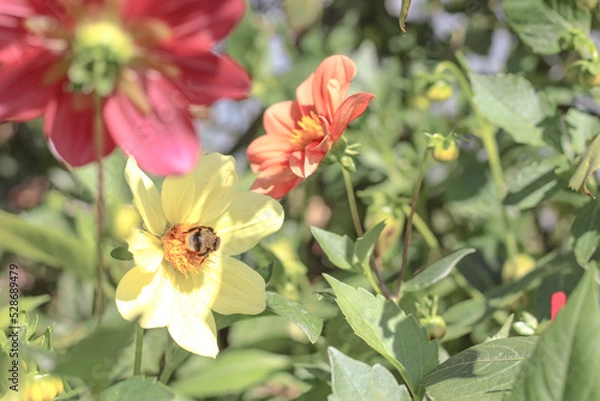 Fototapeta abeilles et fleurs