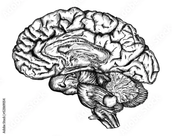 Obraz cursory drawing brain on white background
