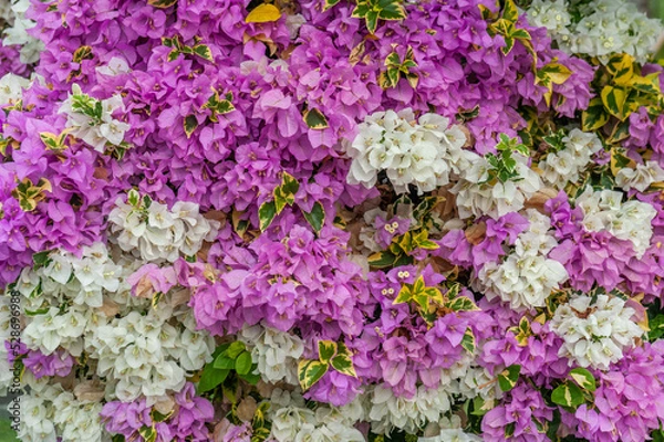 Obraz Bougainvillea