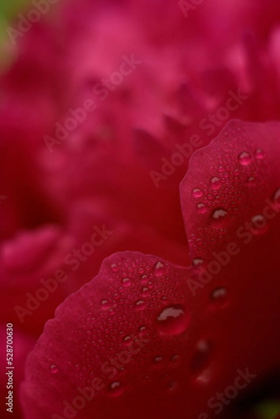 Fototapeta Peony red closeup
