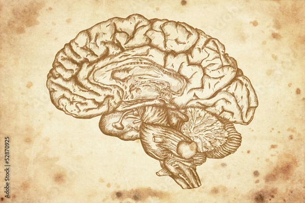 Obraz cursory drawing brain on old paper background