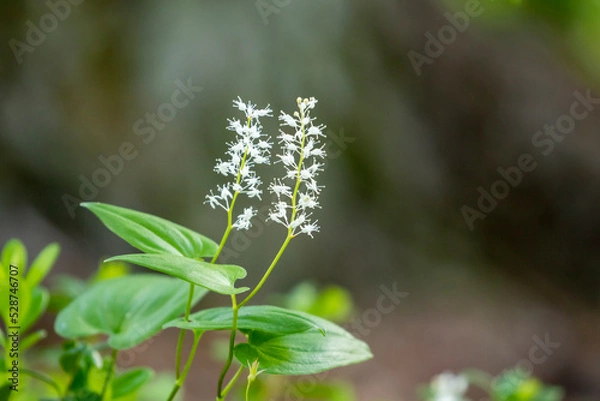 Fototapeta Maianthemum bifolium known as false lily of the valley or May lily blooming in white flowers in Finnish nature