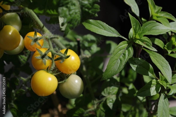 Obraz tomatoes and basil plants growing together