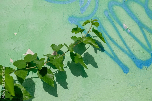 Obraz Against the background of a painted wall, a branch of a bush with green leaves