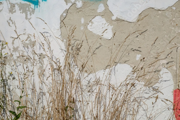 Obraz Against the background of an old wall with fallen plaster, grass and flowers. sunlight