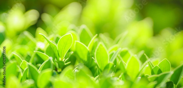 Fototapeta Closeup of beautiful nature view green leaf on blurred greenery background in garden with copy space using as background cover page concept.