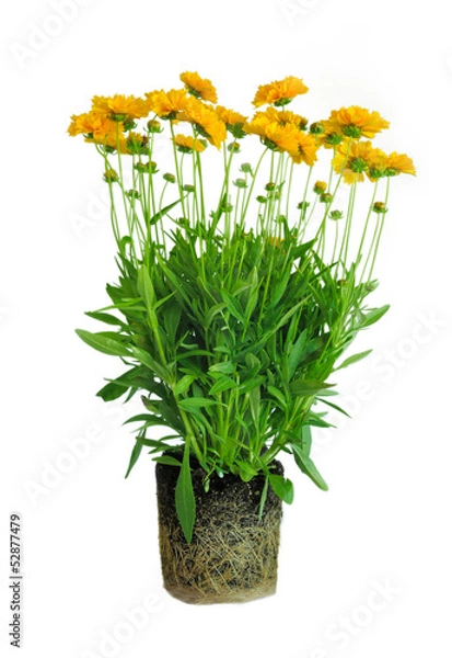 Fototapeta Tickseed Rootball