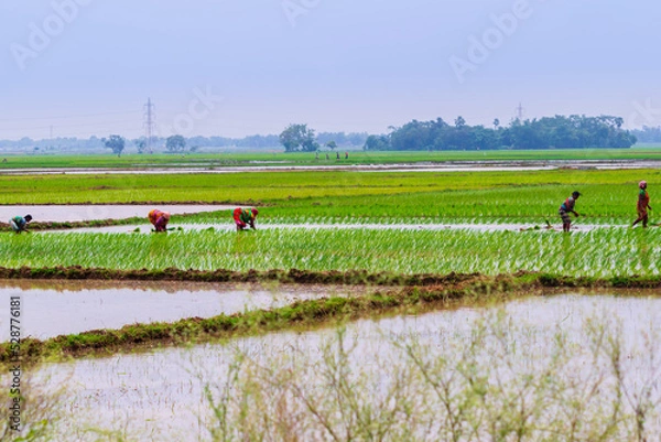 Obraz farmer in rice field