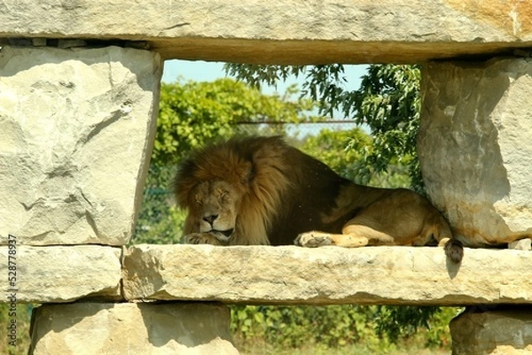 Obraz Sleeping lion, Toronto zoo 