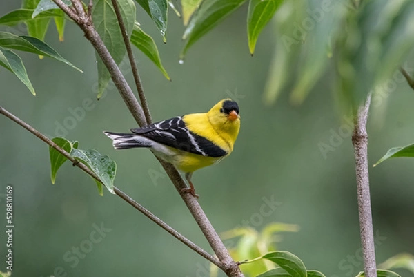Obraz American Goldfinch.