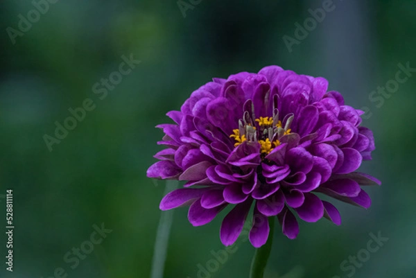 Fototapeta Purple Zinnia