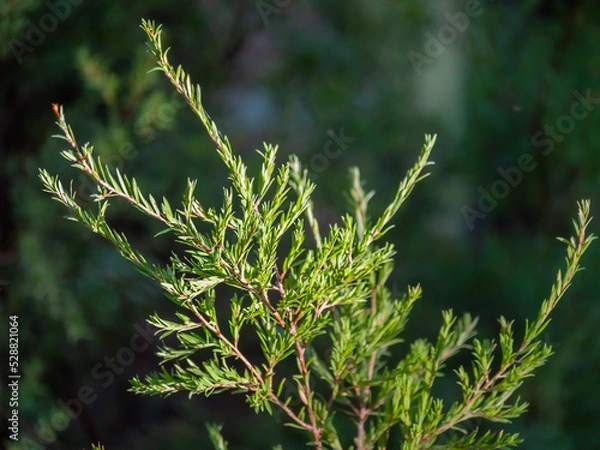 Fototapeta Spring Tea Tree