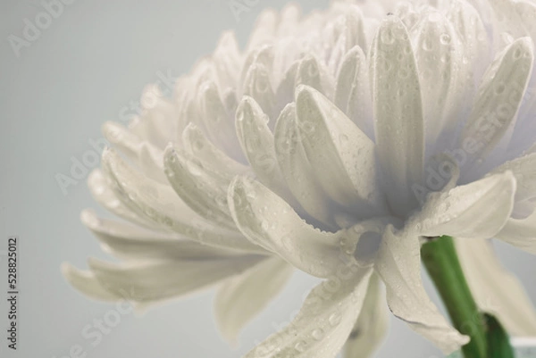 Obraz Close-up white flower and white background