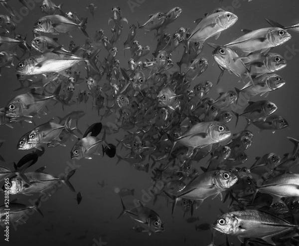 Obraz Schooling jacks