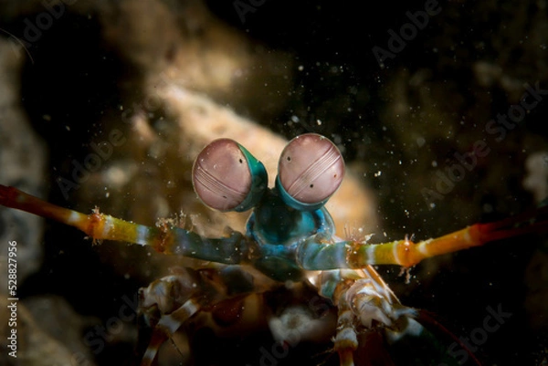 Fototapeta Mantis Shrimp eye
