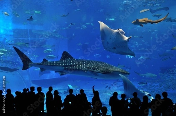 Obraz 水族館