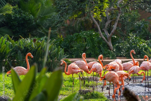 Fototapeta Phoenicopterus ruber pink flamingos in a fountain, water falling from above, vegetation in the foreground, mexico