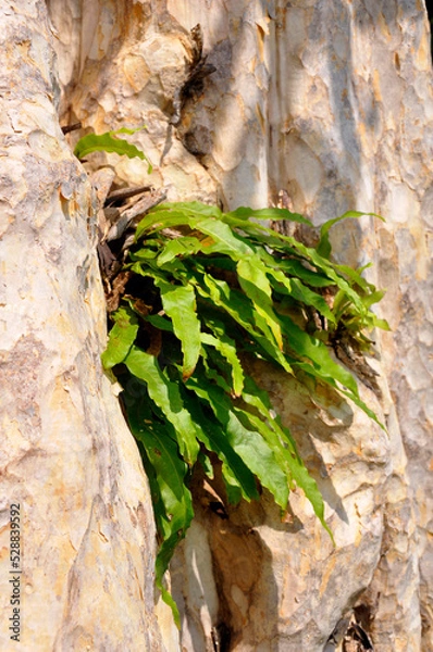 Obraz Statue on the wall