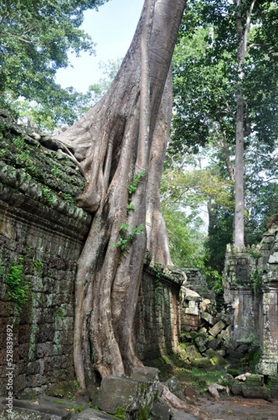 Obraz Ta Prohm at Angkor Wat