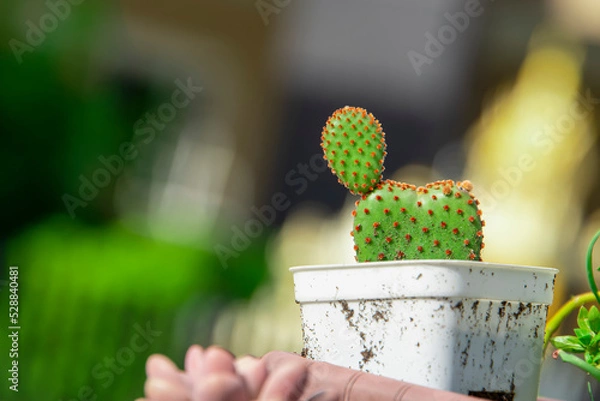 Fototapeta Cactus in a white pot that the outside of the pot is full of dirt.