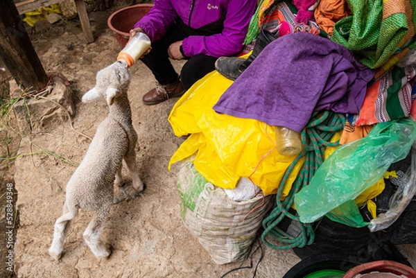 Fototapeta lamb taking a bottle from the hands of a caucasian woman