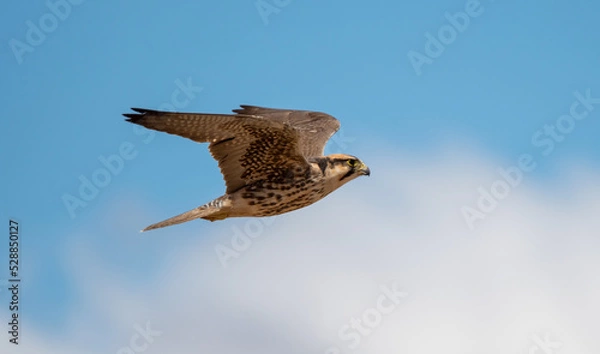 Obraz Lanner Falcon