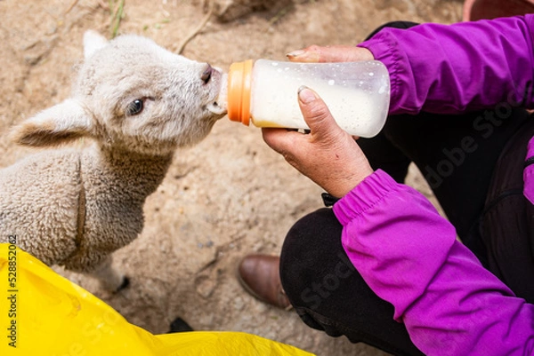Obraz lamb taking a bottle from the hands of a caucasian woman