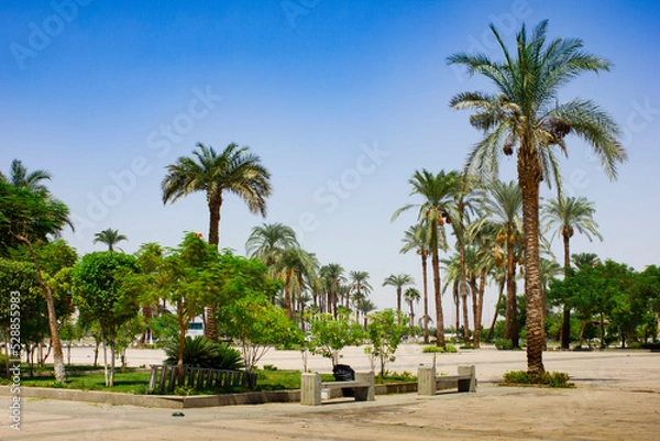 Fototapeta Palm trees on the beach