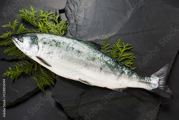 Fototapeta サクラマス