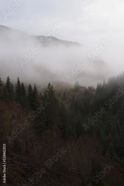 Obraz view from national park