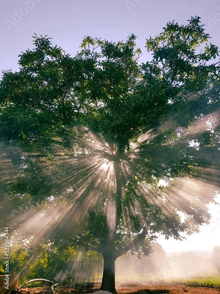 Fototapeta sun rays in the forest