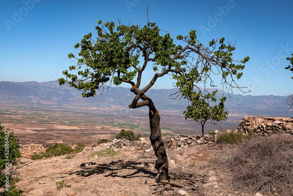 Fototapeta tree in the desert