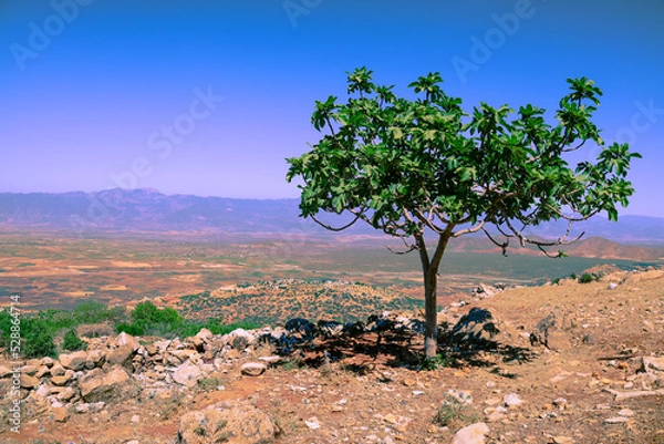 Fototapeta tree in the desert