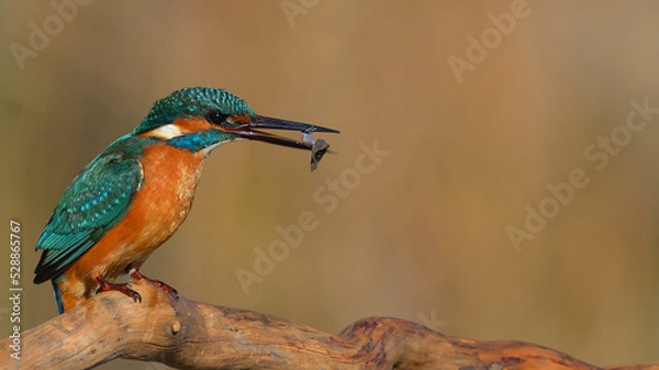 Fototapeta Kingfisher is on the branch.