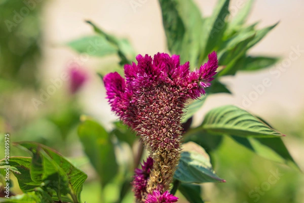 Fototapeta bee on lavender