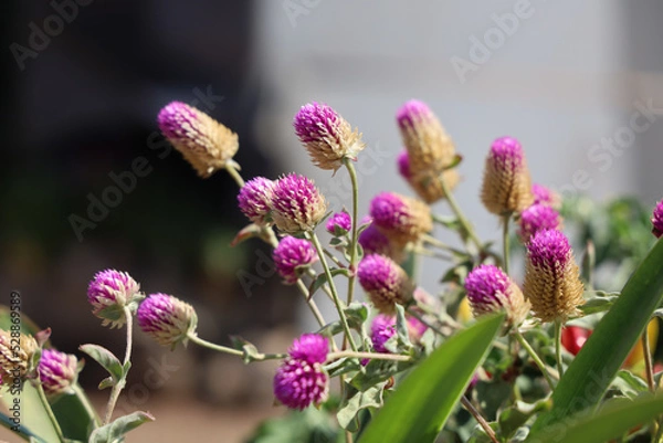 Fototapeta close up of a flower