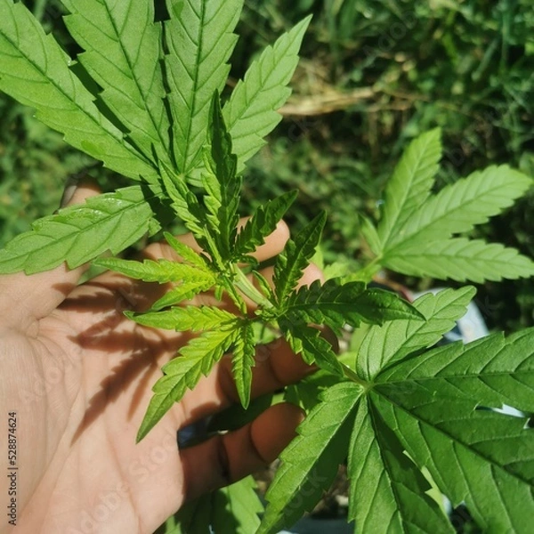 Obraz cannabis leaf in hand
