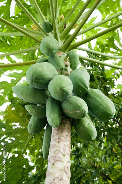 Obraz papaya on a tree