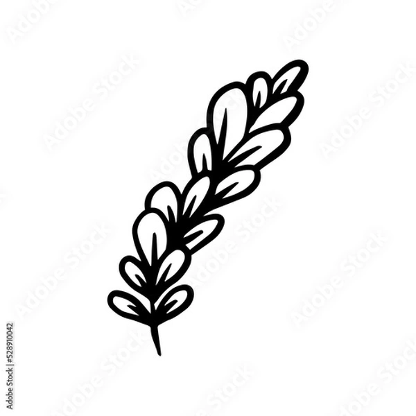 Fototapeta lavender hand drawn leaf and flower illustration, flower lineart isolated graphic elements for your design, floral line art for classic design