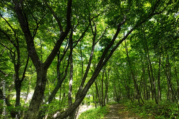 Fototapeta さわやかな夏の高原で、空気感を味わいながら森林浴を楽しむ旅は、本当に気分爽快です！