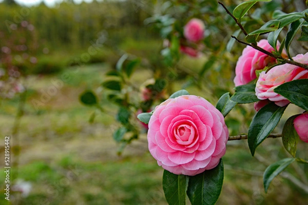 Obraz 椿の花　日本の藪椿