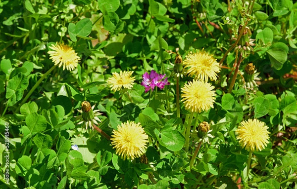 Fototapeta たんぽぽ