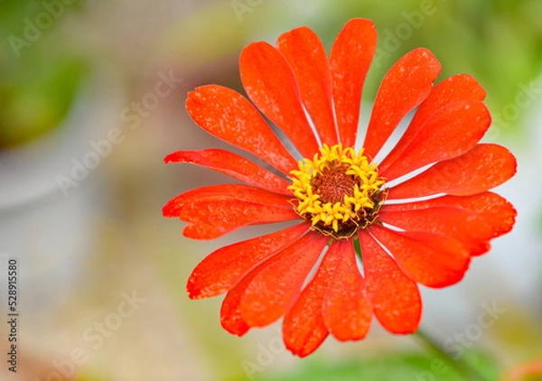 Obraz 百日草の花