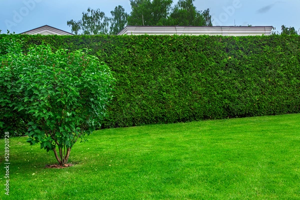 Fototapeta trimmed hedge of evergreen thuja in front of a green lawn with a deciduous bush with mulch, landscape on summer day with copy space, nobody.