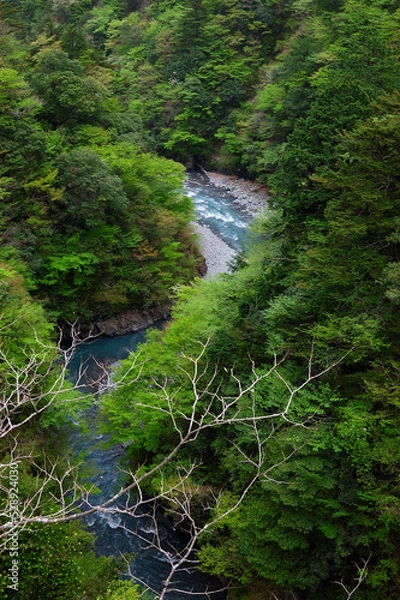 Fototapeta 日本の自然