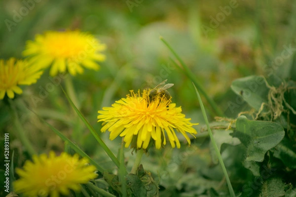Fototapeta Bee and Taraxacum officinale as dandelion or common dandelion. Polish name "mniszek lekarski"  "mniszek pospolity" or colloquially "mlecz"