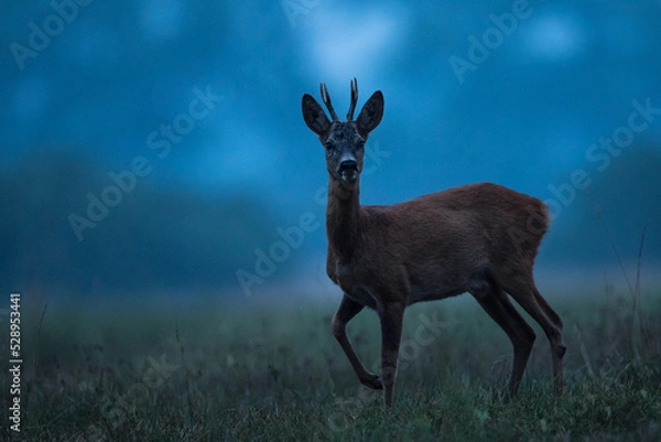 Fototapeta kozioł sarny