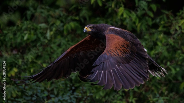 Obraz Wüstenbussard